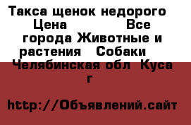 Такса щенок недорого › Цена ­ 15 000 - Все города Животные и растения » Собаки   . Челябинская обл.,Куса г.